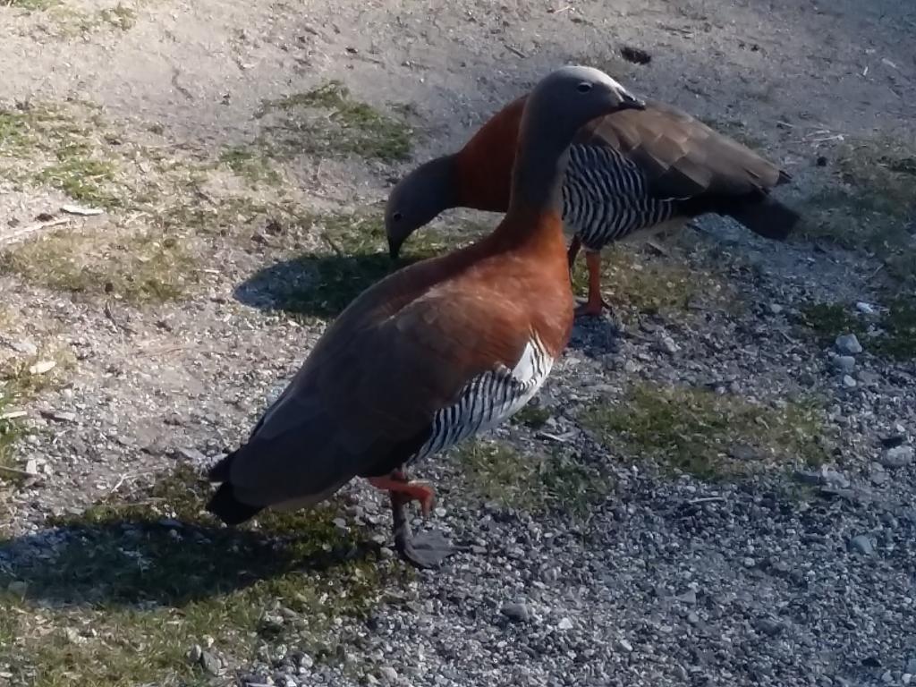Hosteria Lekun Lekun Villa La Angostura Zewnętrze zdjęcie